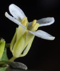 Notothlaspi australe flower (lateral view).
 Image: P.B. Heenan © Landcare Research 2019 CC BY 3.0 NZ